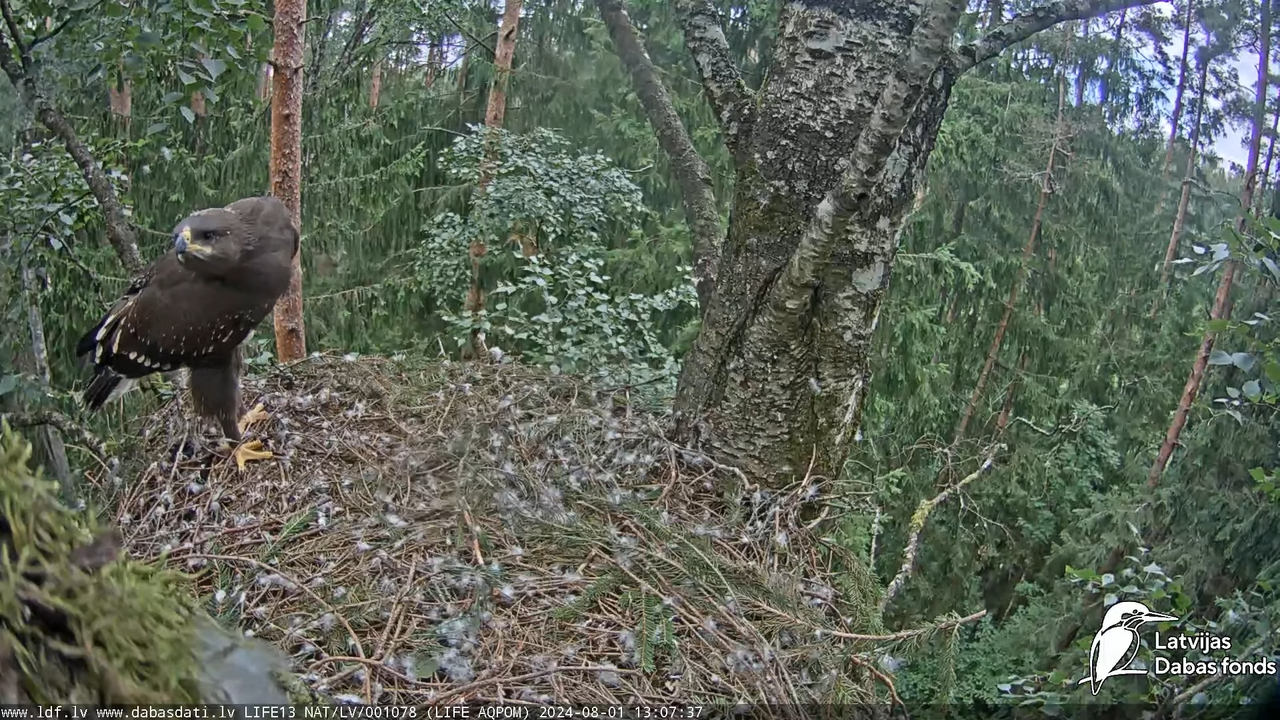 Mazais ērglis (Clanga pomarina), ligzda bērzā - LDF tiešraide 14-12-22 screenshot
