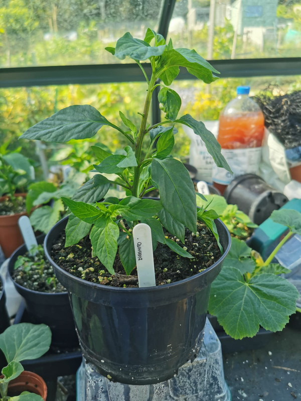 WhatsApp Image 2021-05-23 at 10.35.56 (4)