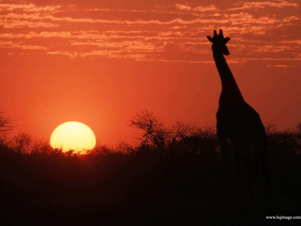 Giraffe_Silhouette