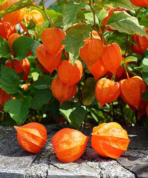 Пять интересных фактов о растении оранжевые фонарики