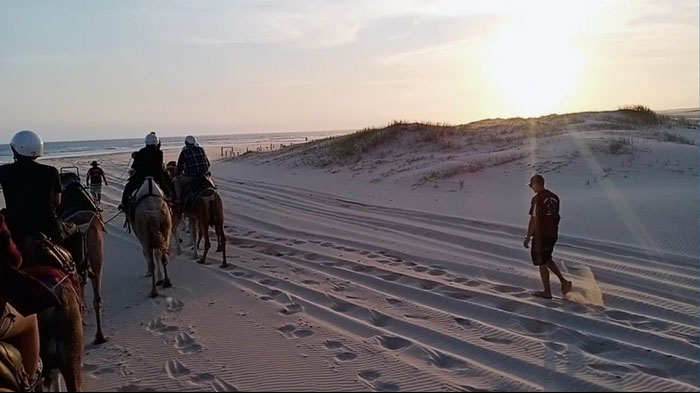 Sunset Camel Ride