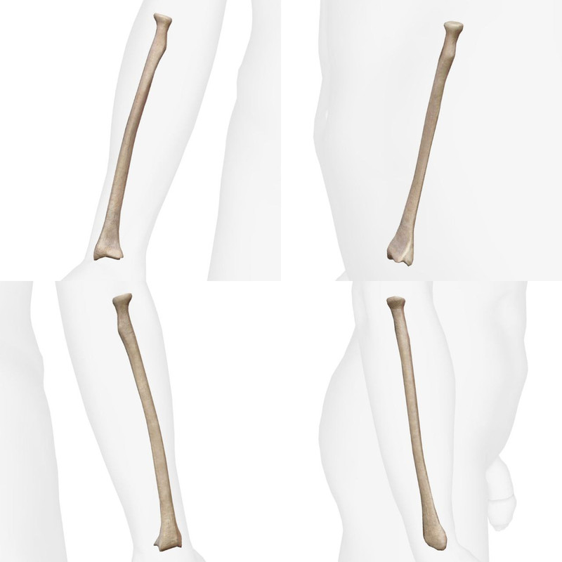 Articulations du Pied