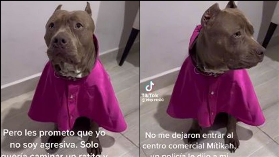 (VIDEO) Denuncian a plaza de la CDMX por 'discriminar' a una perrita pitbull: