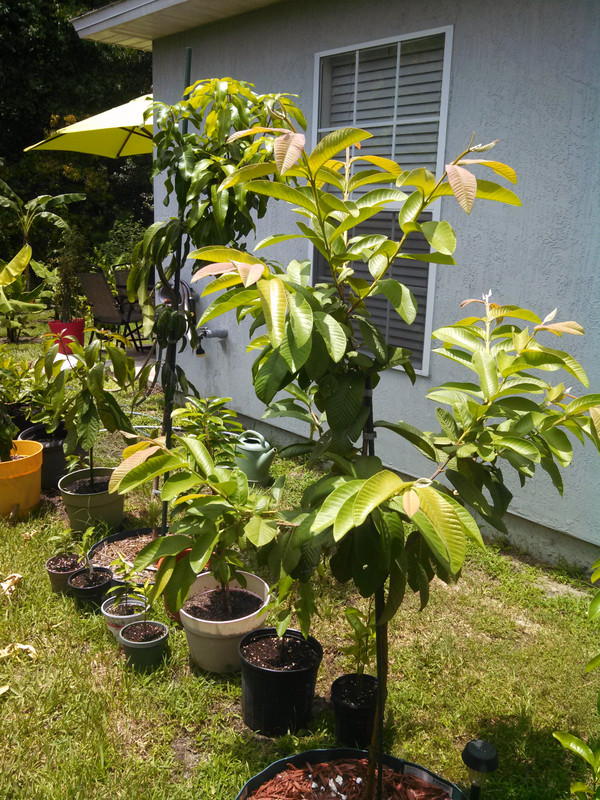Red Guava Tree