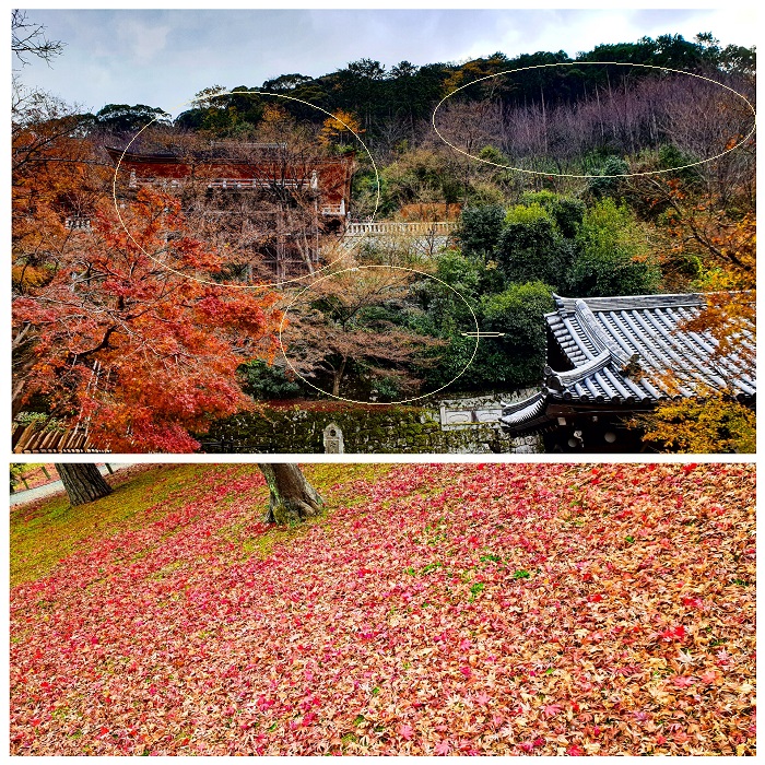 kyoto_fall