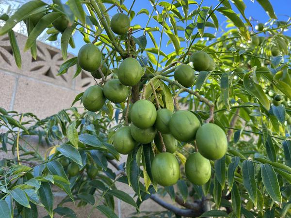 [Image: IMG-1671.jpg]