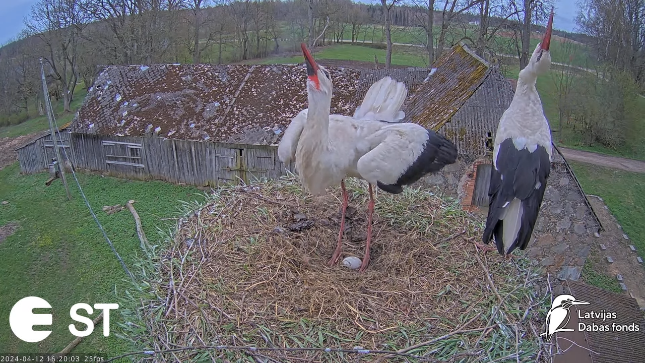 Baltie stārķi (Ciconia ciconia) Tukuma novadā - LDF tiešraide __ White storks in Tukums, Latvia 12-2