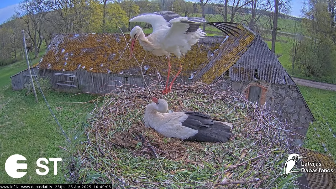 (26) Baltie stārķi (Ciconia ciconia) Tukuma novadā __ White storks in Tukums, Latvia - YouTube - 525