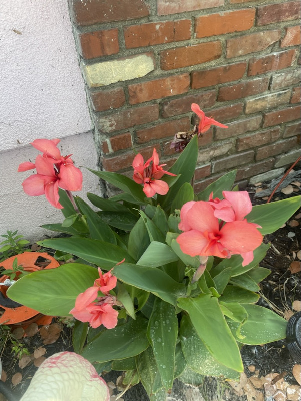 C4A9919F-FD5D-47F1-8A50-DF308E0131C1_1_105_c