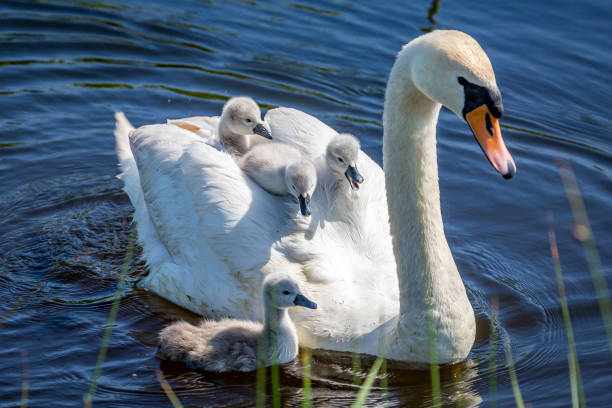 An den Beitrag angehängtes Bild: https://i.postimg.cc/kM8KnqdF/istockphoto-1273523057-612x612.jpg