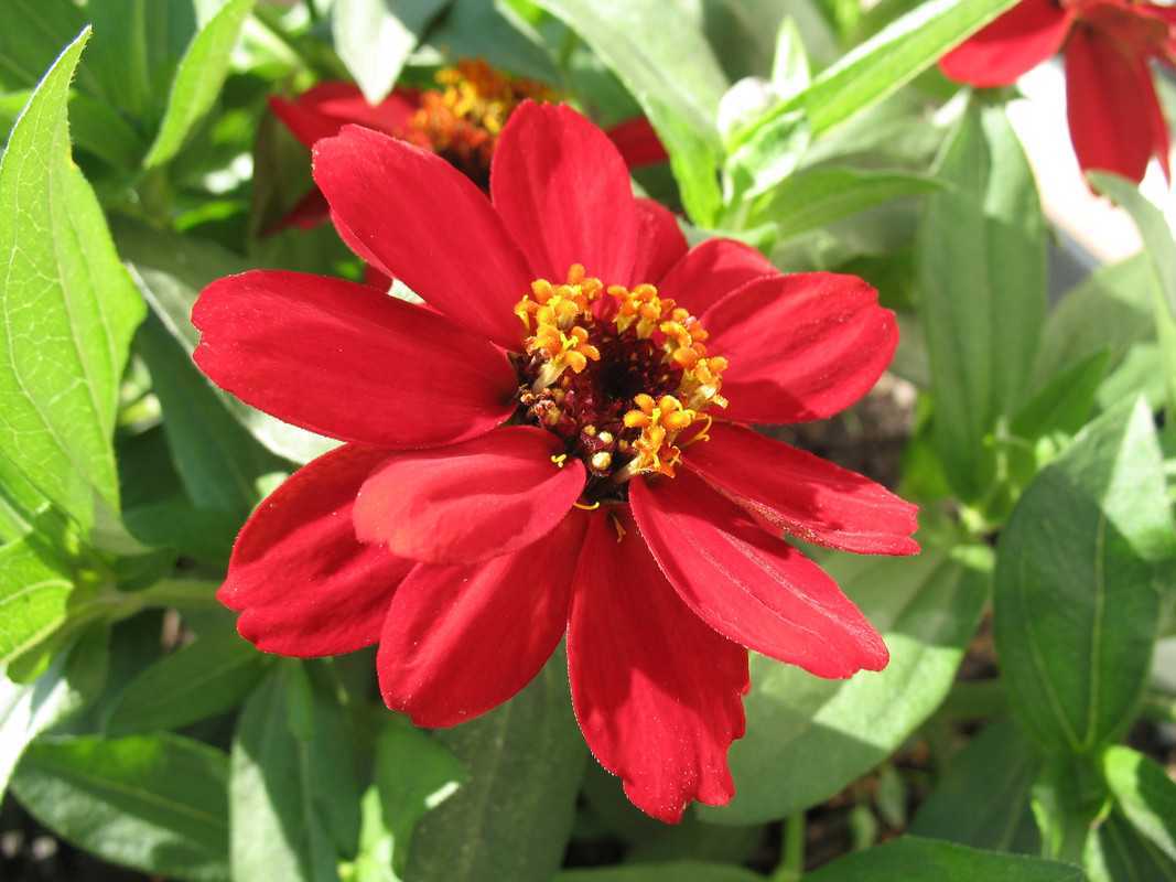 Lawn and Gardens 06.11.2018  (4)