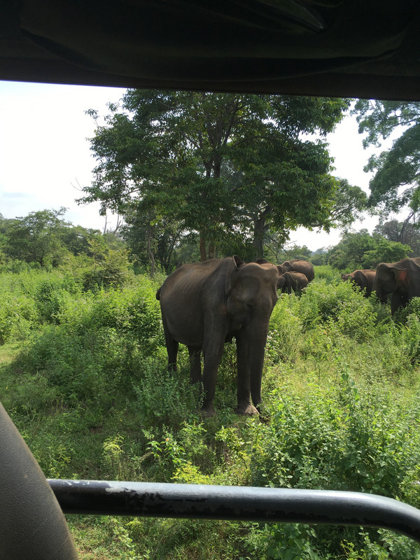 31 de diciembre - Safari y Galle - Navidad en Sri Lanka - Diciembre 2017 (2)