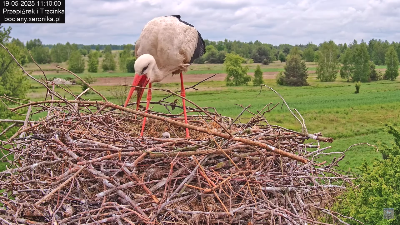 19052025bociany22
