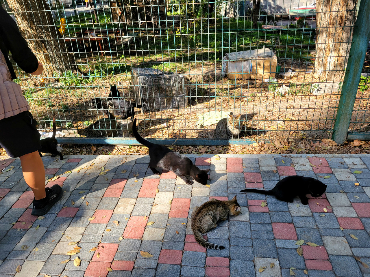 Армения. Ереван в ноябре. Армения. Ереван в ноябре.