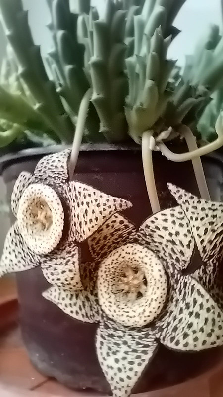 449708034_10228861692904513_8406690945836506550_n