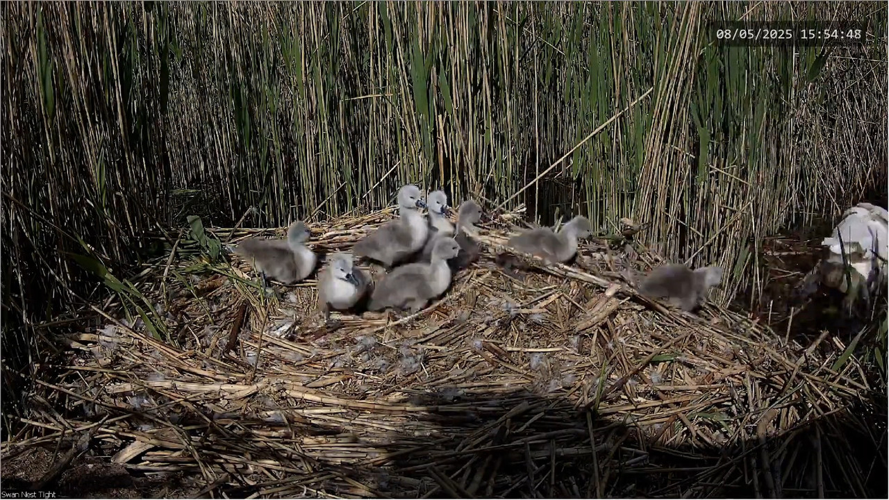 🔴 TIEŠRAIDES Gulbju ligzda 🦢 _ Putnu kameras _ Roberts E. Fullers 14-37-32 screenshot