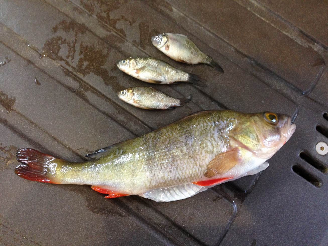 Окунь и карасики