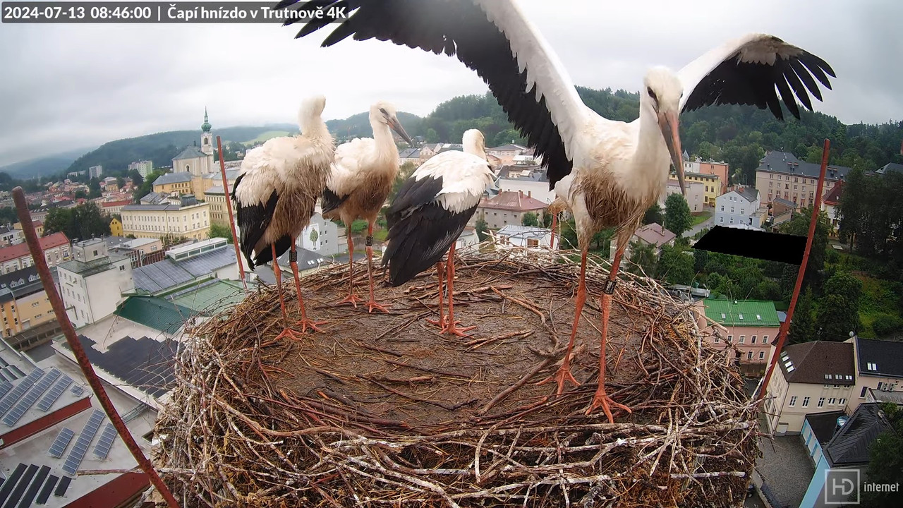 Tiešraidē no stārķa ligzdas uz alus darītavas skursteņa Trutnovā 13-47-5 screenshot