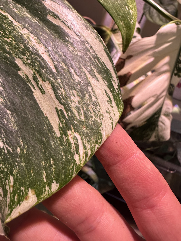 31D67A78-6733-447A-BAE7-315194D7F115