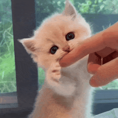 kittena1f33e5550e09556e05072feb0.gif