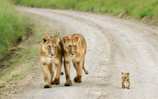 lions.jpg