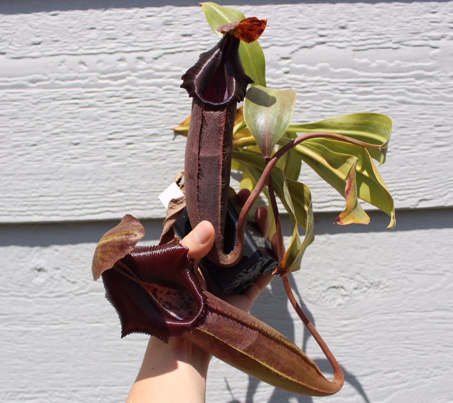 B1D115CA-8CBA-453E-A1D8-12DF88F374EA