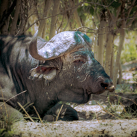 Botswana y Cataratas Victoria: la esencia de África y maravilla natural - Blogs de Botswana - Chobe: territorio de elefantes, leones y muchísimo más. (11)