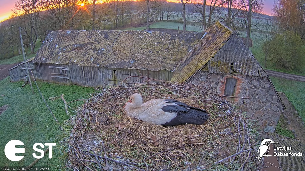 Baltie stārķi (Ciconia ciconia) Tukuma novadā - LDF tiešraide __ White storks in Tukums, Latvia 9-45