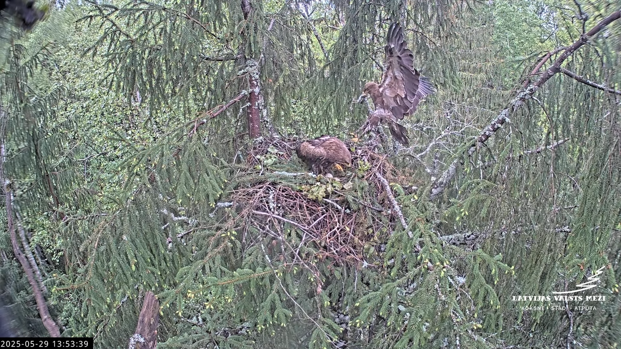 LVM mazais ērglis Lisiņa, egle2 – Lesser Spotted Eagle 13-46-8 screenshot (1)
