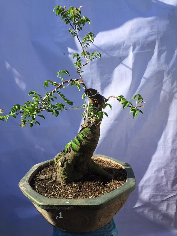 38391761_261922831303717_488943389123805184_n