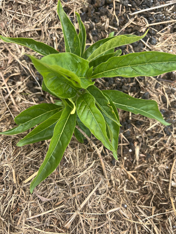 E90BB23D-68AA-4529-952F-9E901BE7FD90