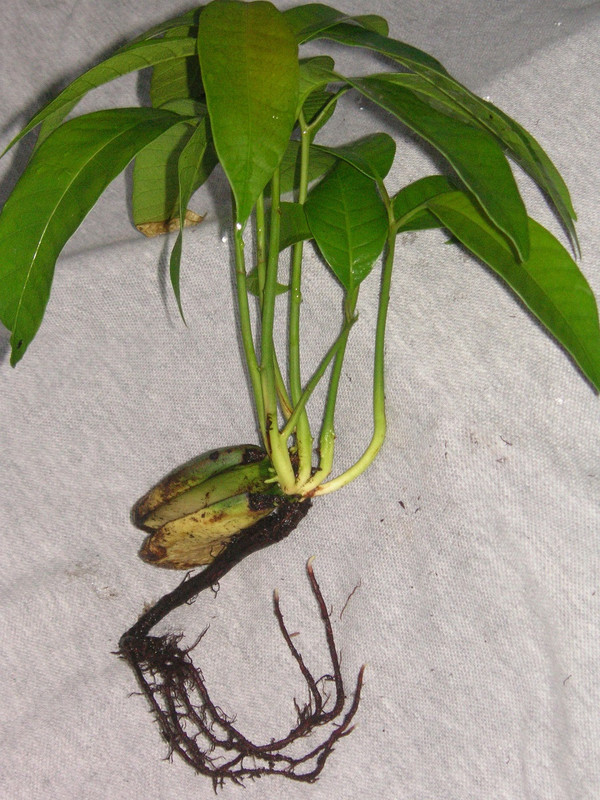 multiple_sprouts_bare_root