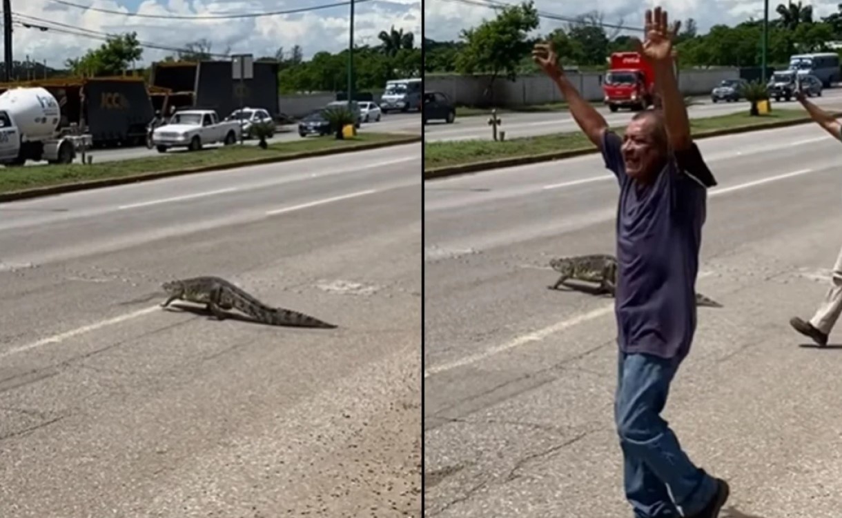Cocodrilo paraliza las calles de Tamaulipas, los conductores quedaron asombrados