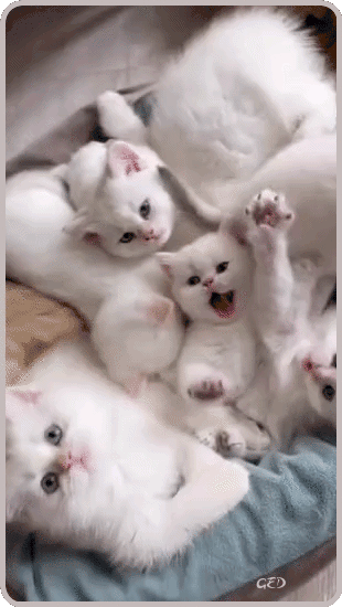 140326-portee-de-chats