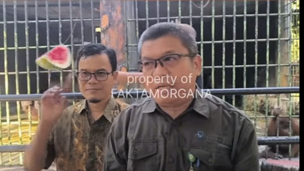 Viral! Orangutan Lempar Semangka Saat Wawancara, Bikin Netizen Ngakak!