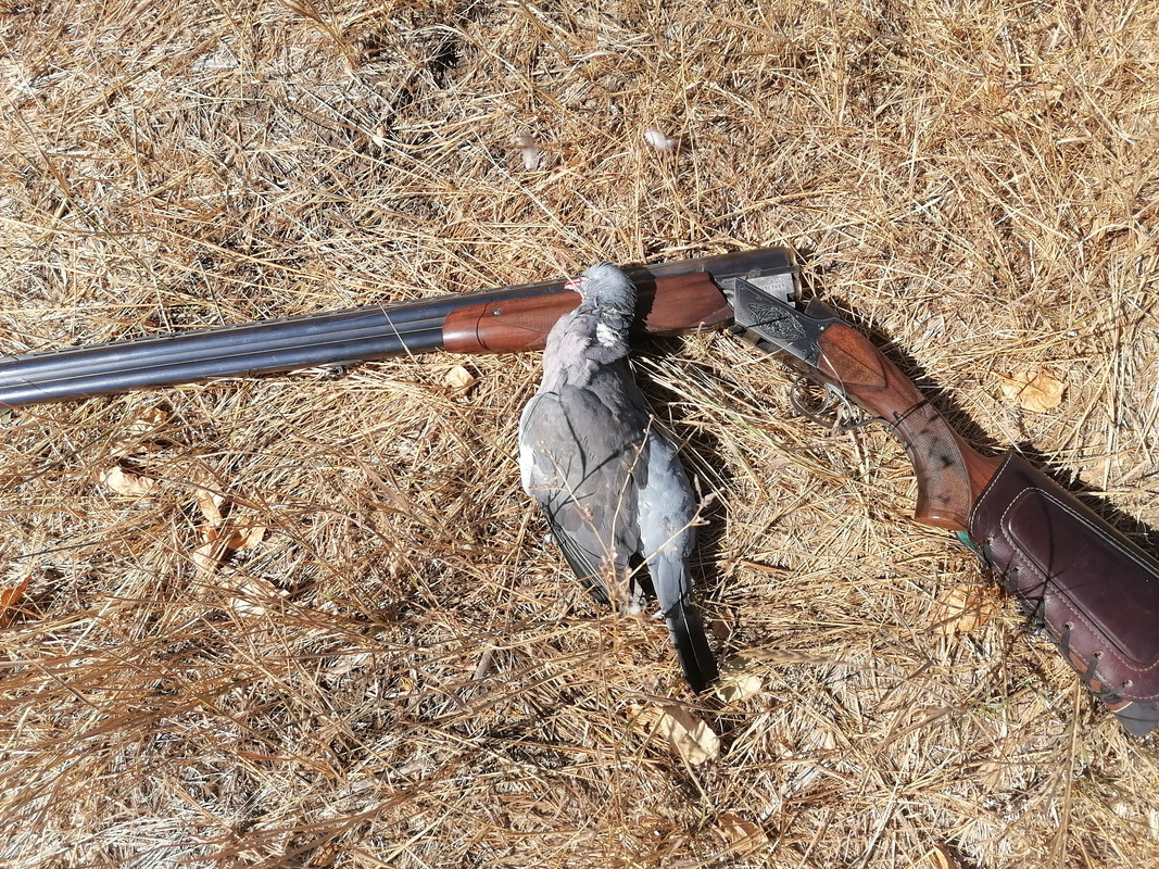 IMG_20240908_131310[1]