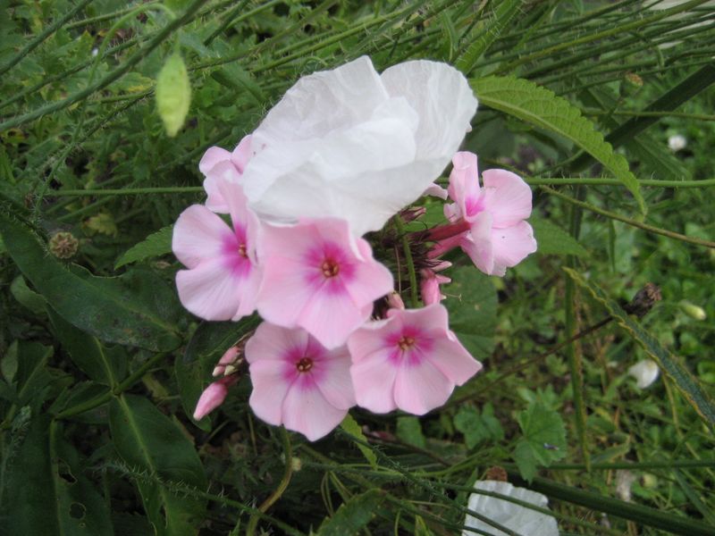 2013-09-09 Phlox Sämling