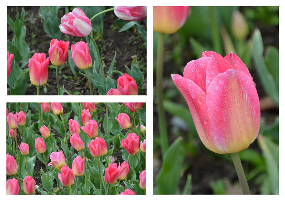 Новый коллаж.jpg 95