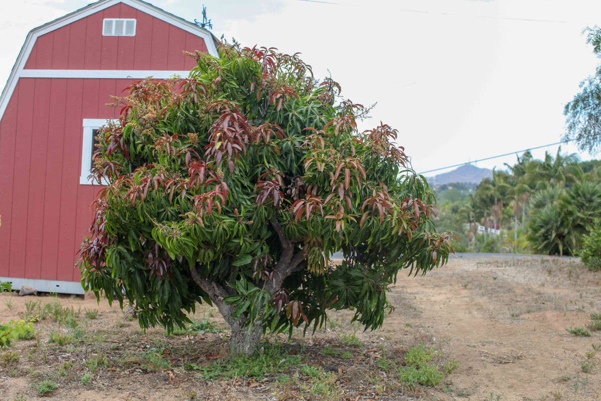 Large Mango Tree at Atkins Nursery