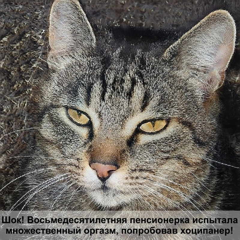 смотреть кошек лысых