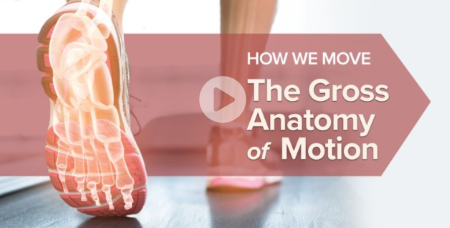 TTC - How We Move: The Gross Anatomy of Motion