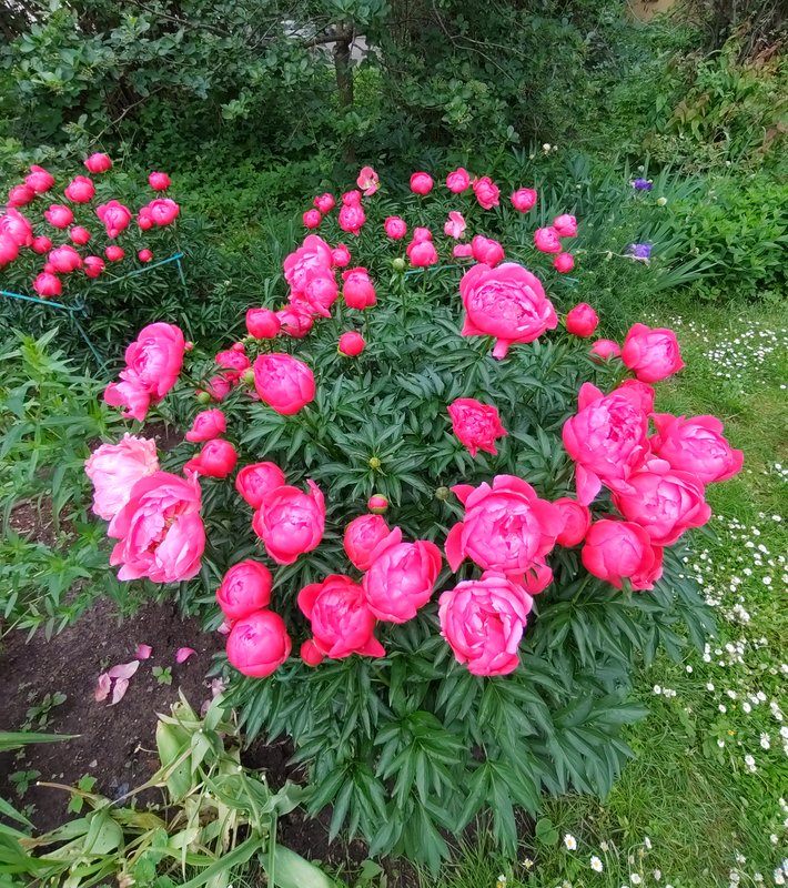 https://i.postimg.cc/kMTLPvX8/141-IMG-20240607-123012.jpg