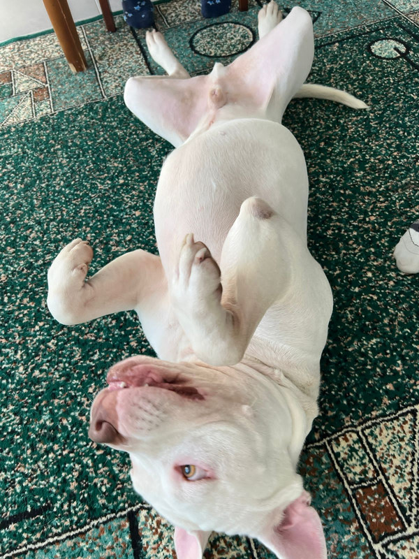 43D536B4-7C85-4674-847A-2DFE3A6936FD