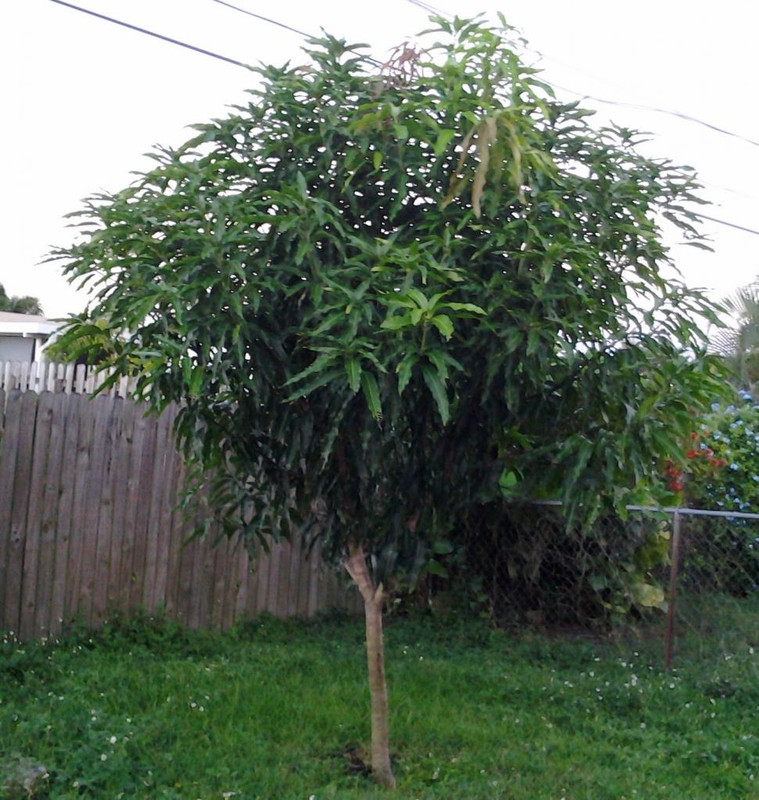 LemonZest_zpsdc6d6c05