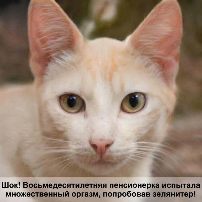 черно белая окраска кошек