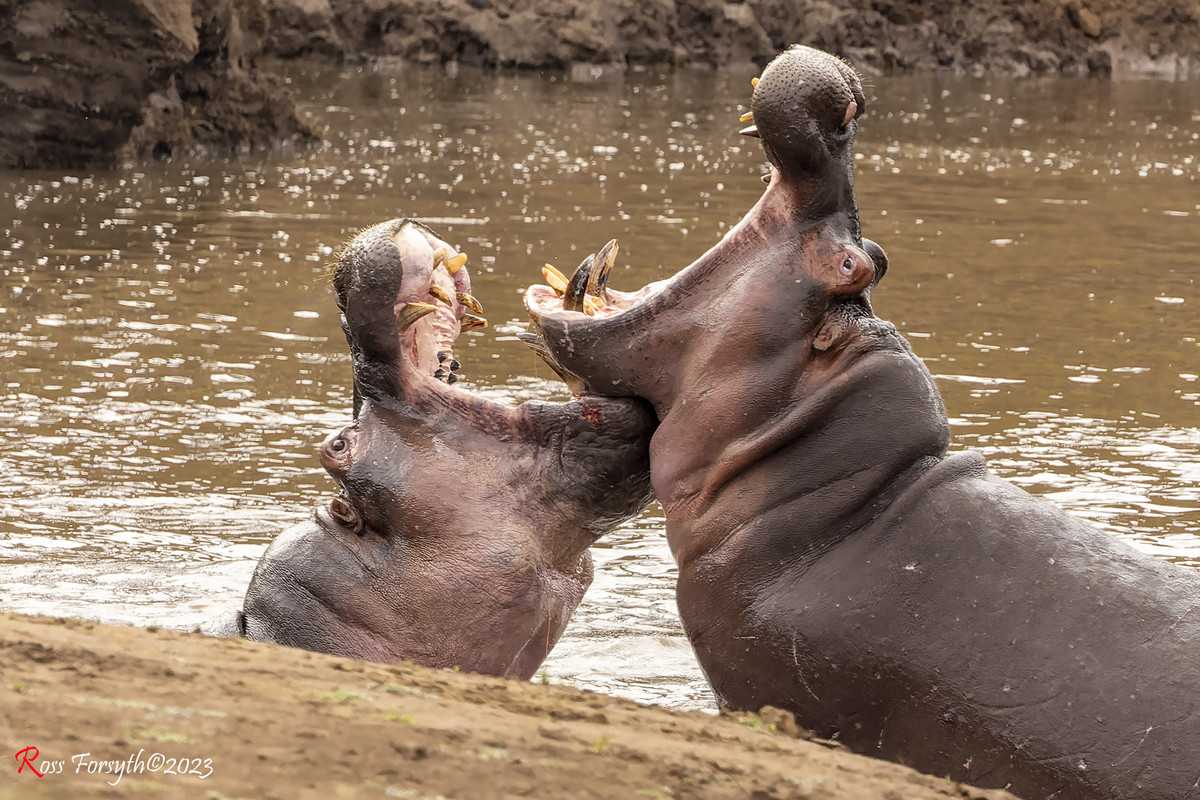 _5RF5966-CR3_DxO_DeepPRIME