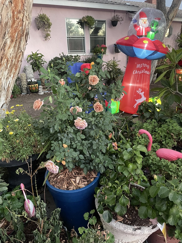 65198C15-D9B3-4AB9-8529-7E2D9C4B27A6_1_105_c