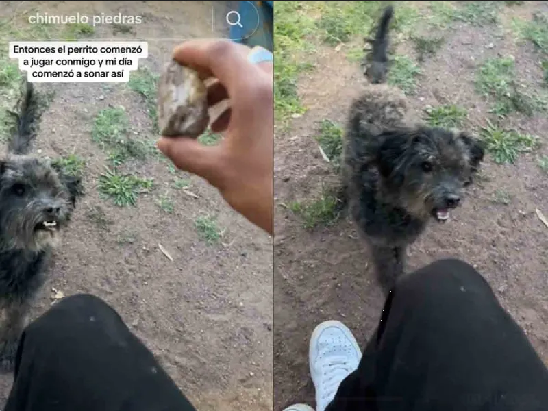 Perrito de la calle es viral por jugar con piedra como si fuera una pelota (VIDEO)