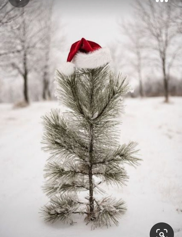 Screenshot_20231102_002653_Pinterest