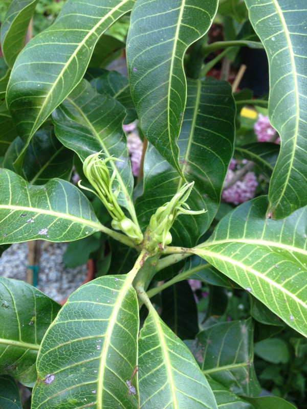 Nam Doc Mai Flower 2